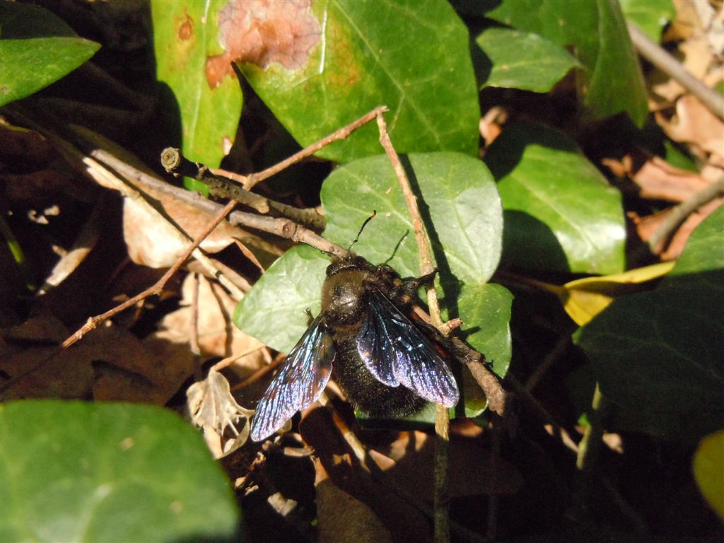 Xylocopa violacea ♂ (Apidae)